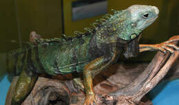 Image of Green iguana