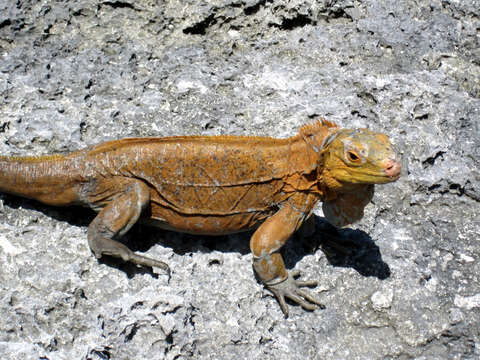 Image of Acklin's Ground Iguana