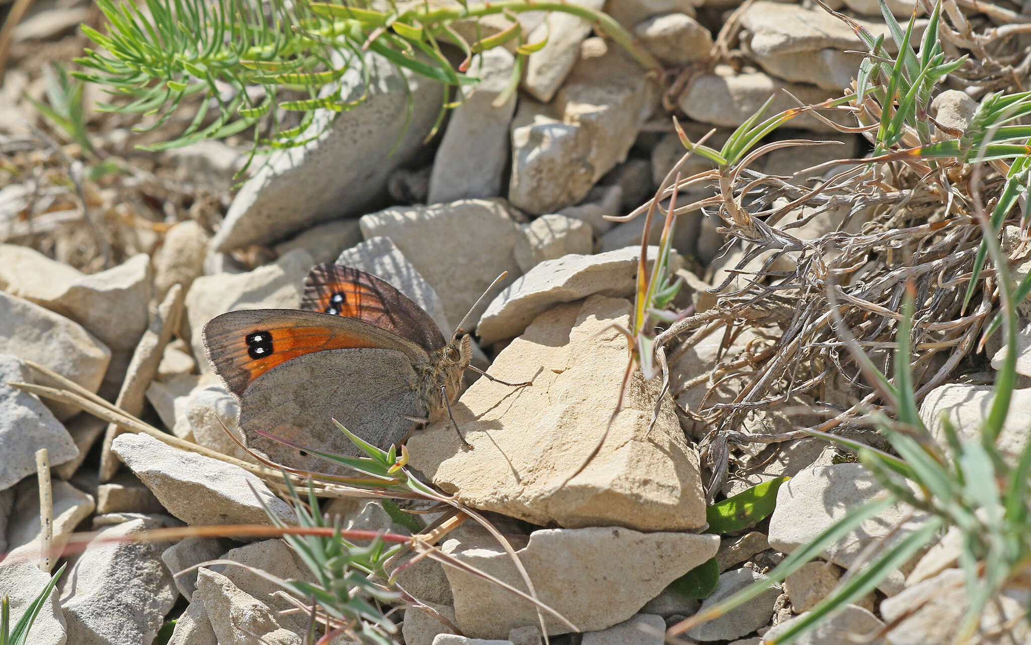 Image of Larche Ringlet