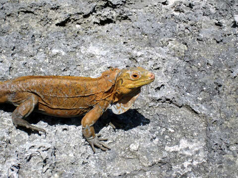 Image of Acklin's Ground Iguana