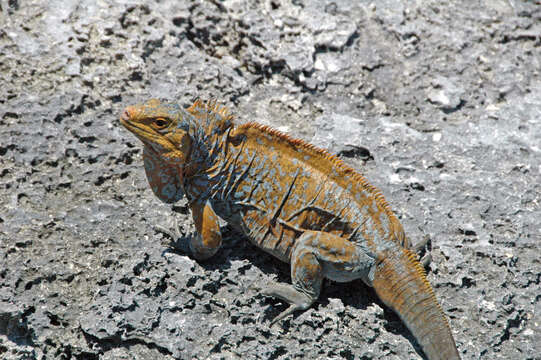 Imagem de Cyclura rileyi Stejneger 1903