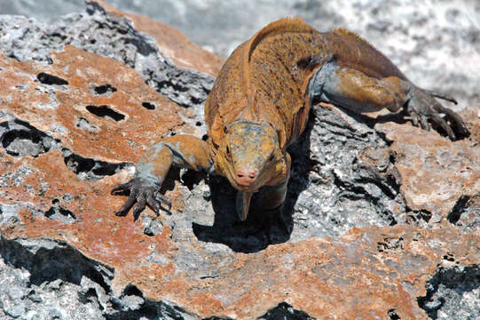 Image of Acklin's Ground Iguana