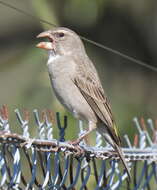 Image of White-throated Canary