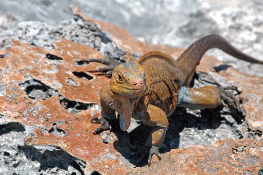 Image of Acklin's Ground Iguana