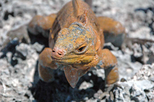 Image of Acklin's Ground Iguana