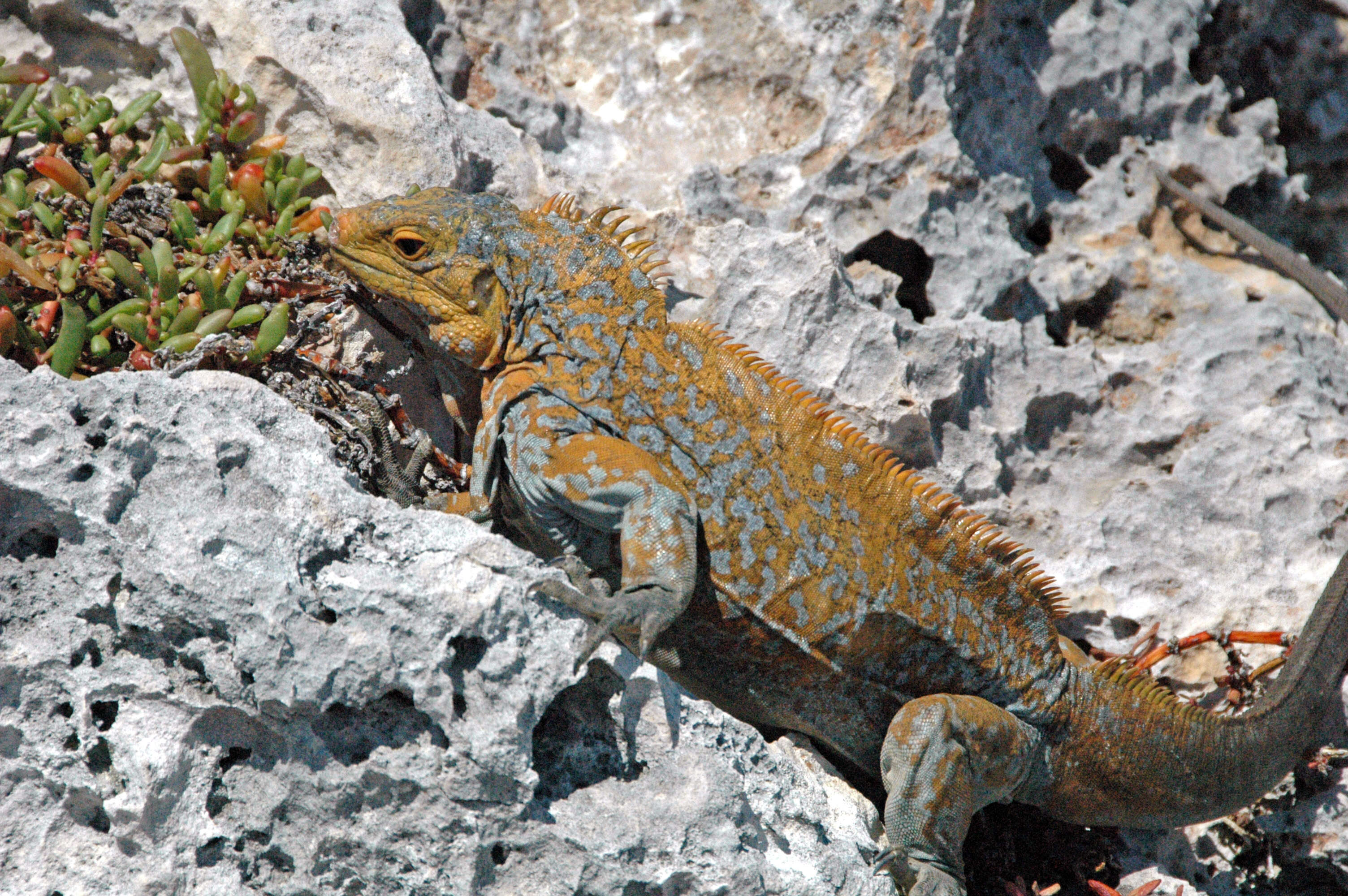 Image of Acklin's Ground Iguana