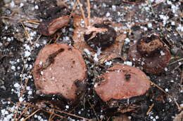 Image de Rhodofomes roseus (Alb. & Schwein.) Vlasák 1990