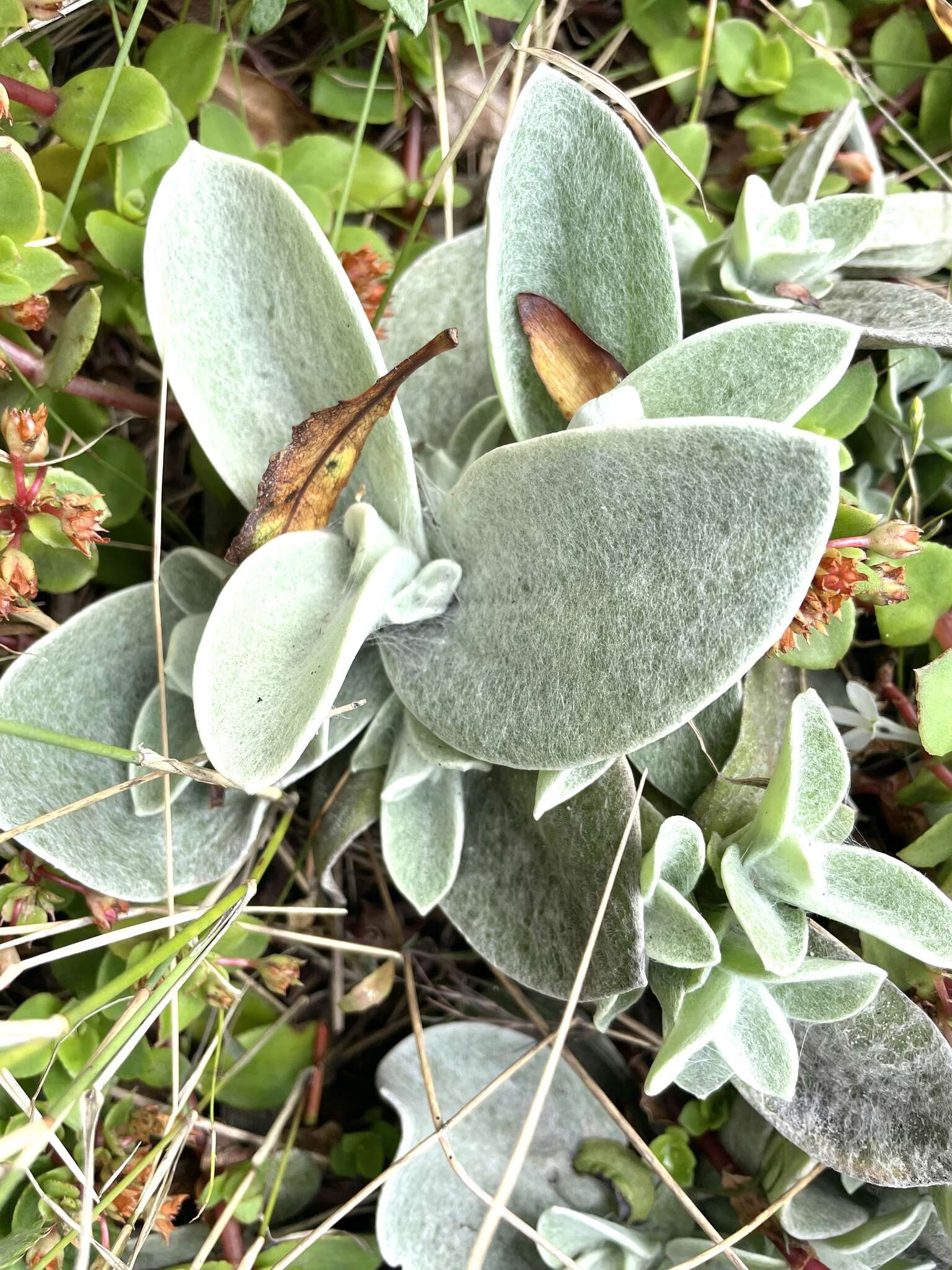 Слика од Helichrysum grandiflorum (L.) D. Don