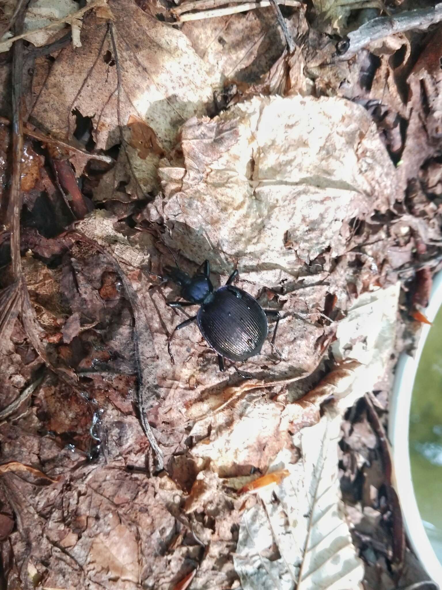 Imagem de Scaphinotus (Scaphinotus) viduus (Dejean 1826)