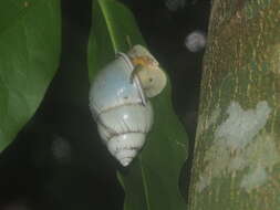 Image of <i>Amphidromus palaceus</i>