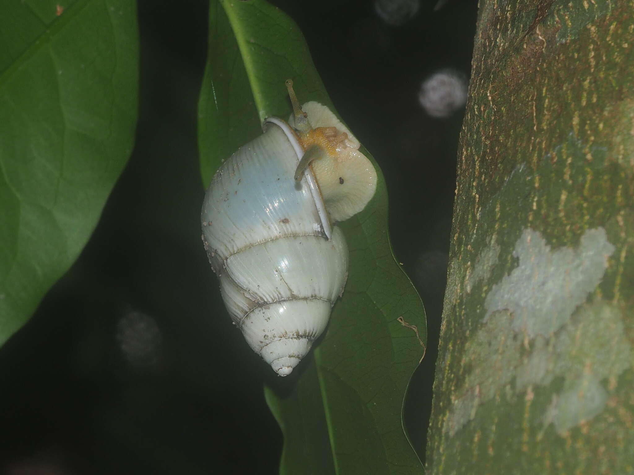 Image of <i>Amphidromus palaceus</i>