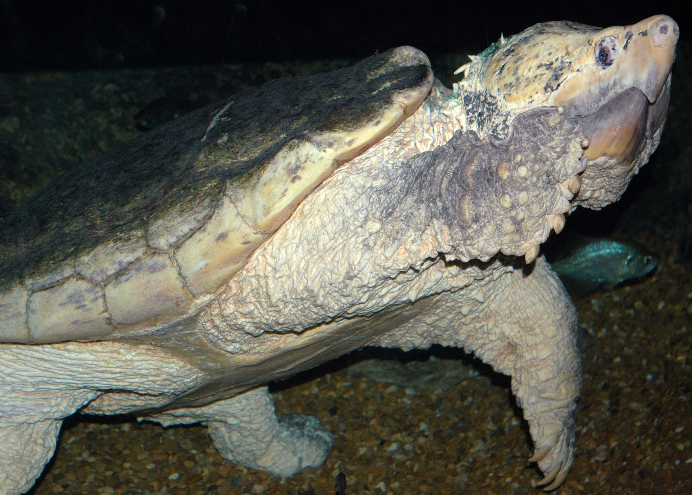 Image of Alligator Snapping Turtles