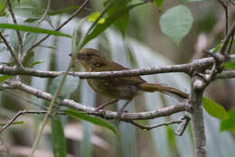 Image of Red-crowned Ant Tanager