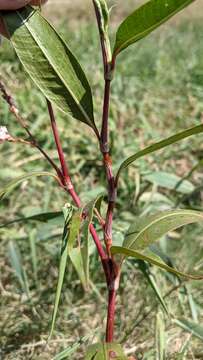 Image de Persicaria glabra (Willd.) Gomez de la Maza