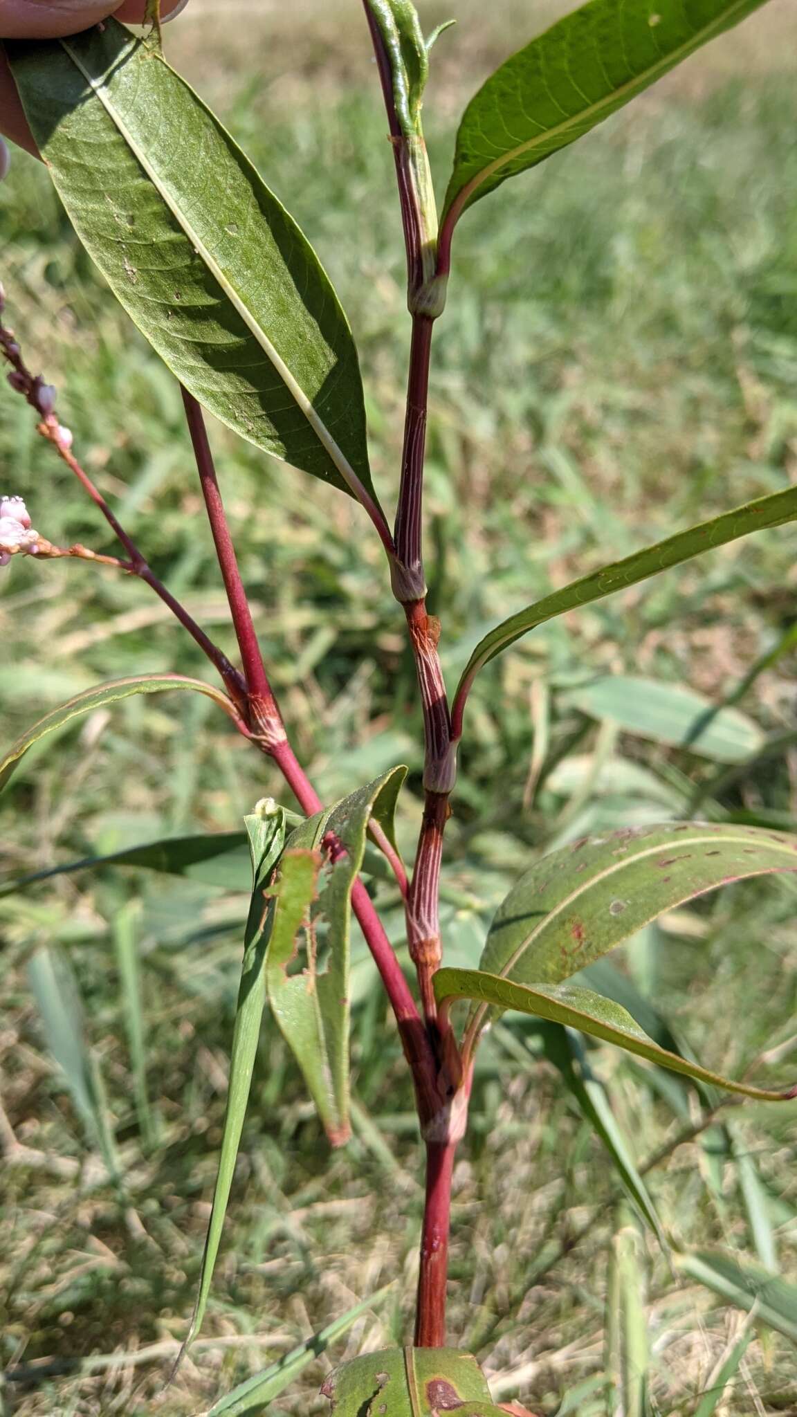 Sivun Persicaria glabra (Willd.) Gomez de la Maza kuva