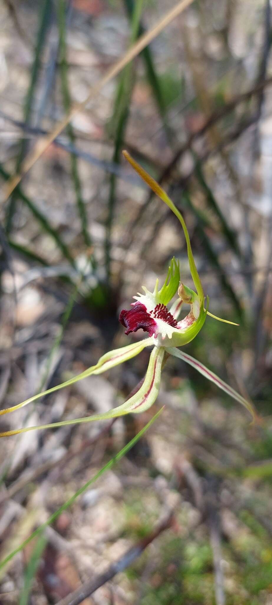 Image of Rigid spider orchid