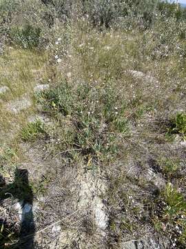 Image of garden baby's-breath