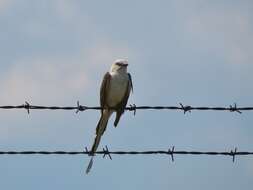 Image of Scissor-tailed Flycatcher