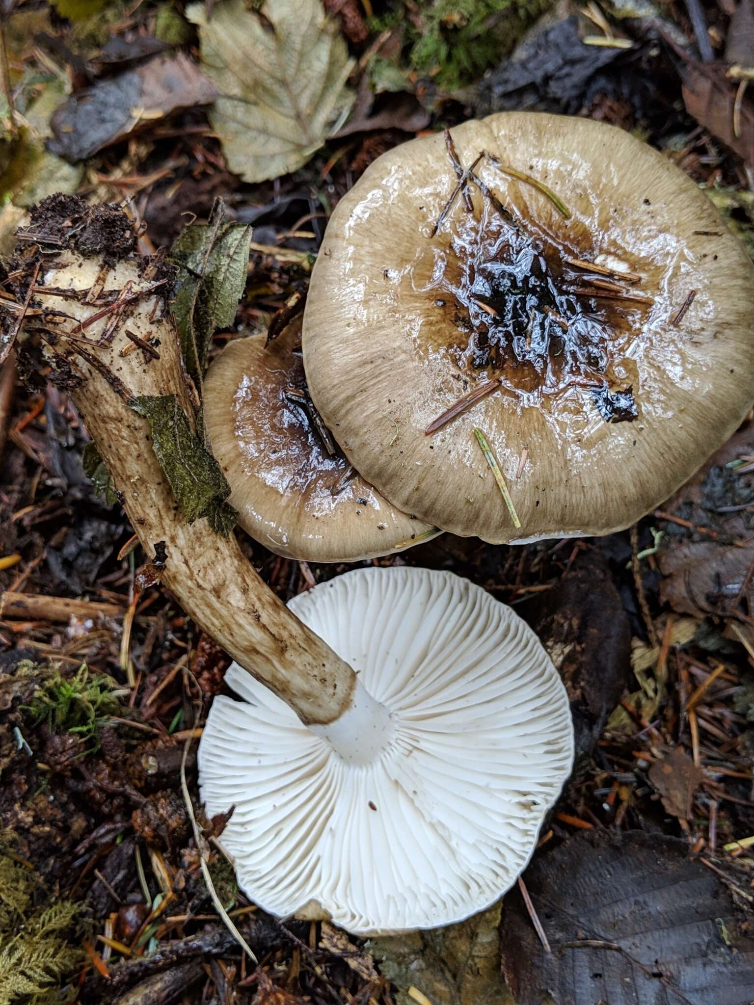 Слика од Hygrophorus olivaceoalbus (Fr.) Fr. 1838