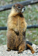 Image of Marmota subgen. Petromarmota Steppan et al. 1999