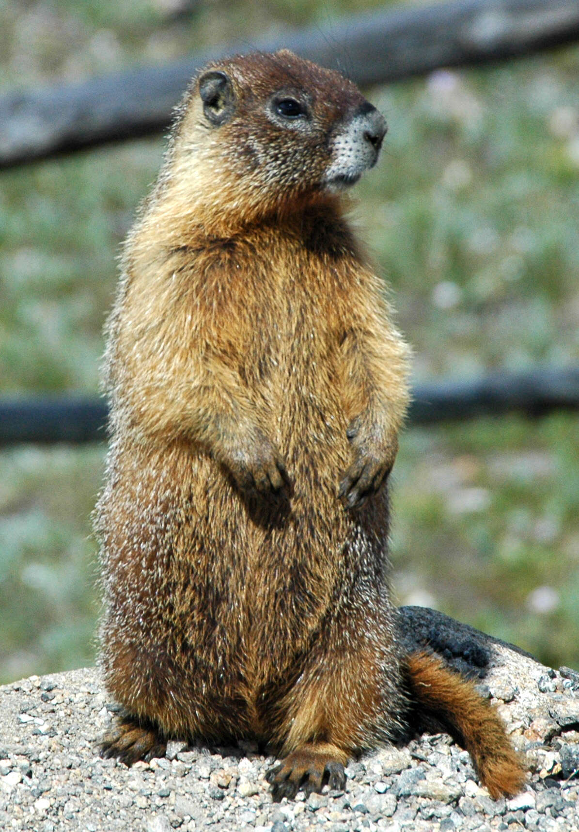 Image of Marmota subgen. Petromarmota Steppan et al. 1999