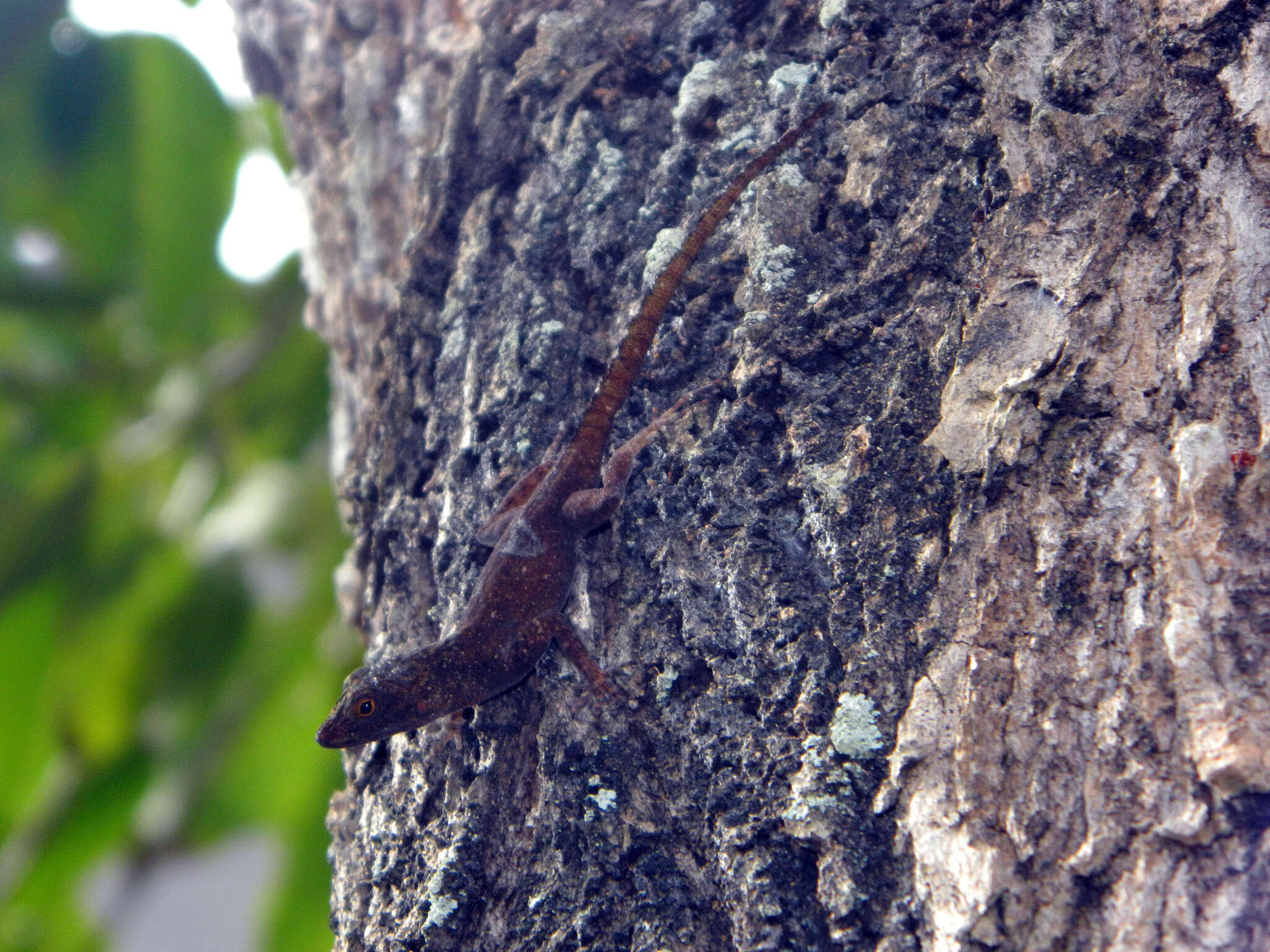 Image of Anolis ignigularis Mertens 1939