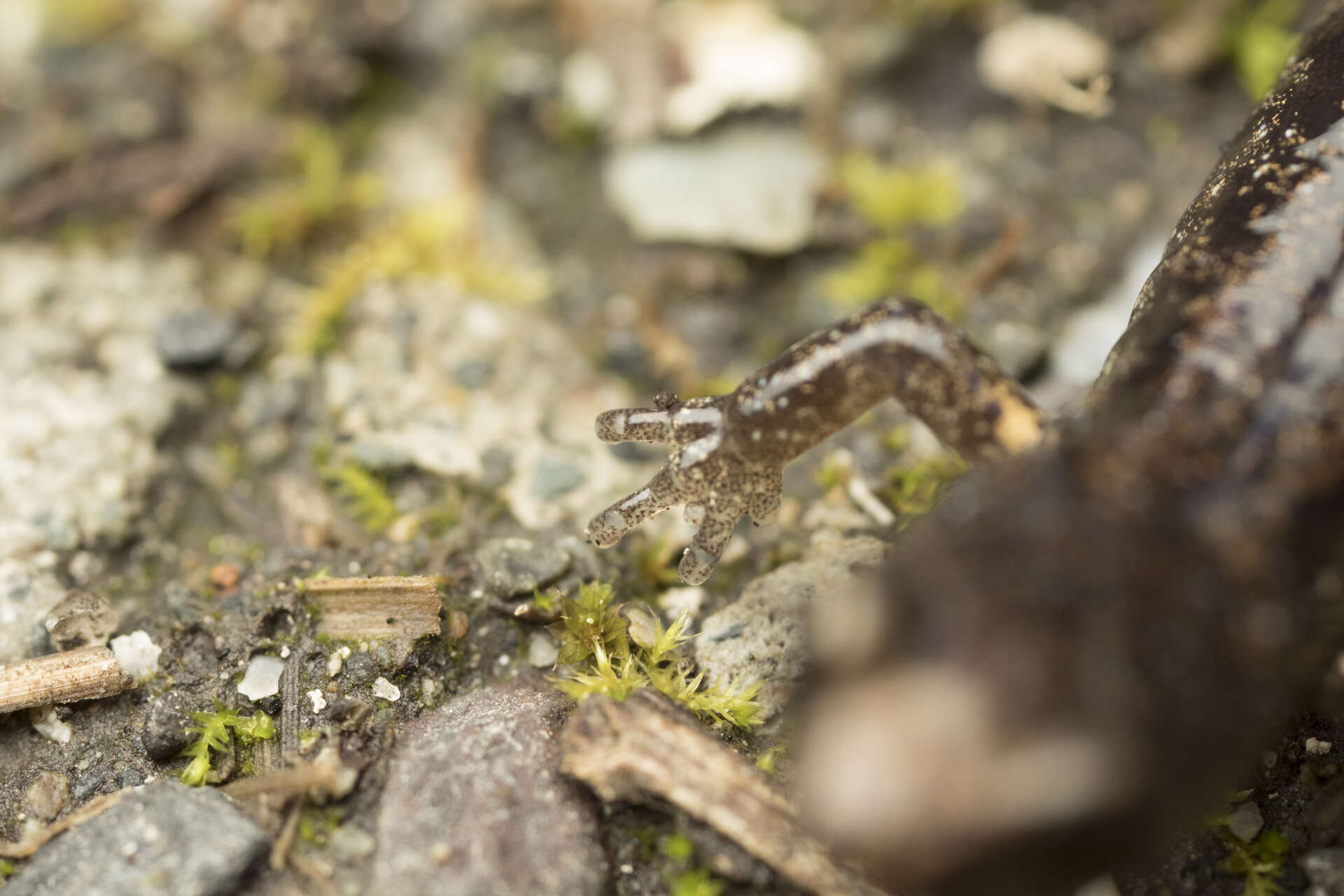 Image of Wandering Salamander