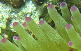 Image of Giant anemone