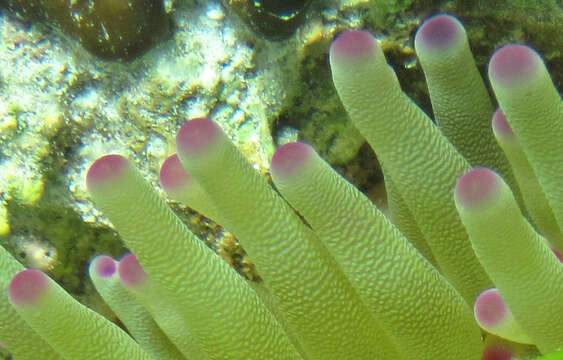 Image of Giant anemone