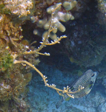 Image of Fire coral