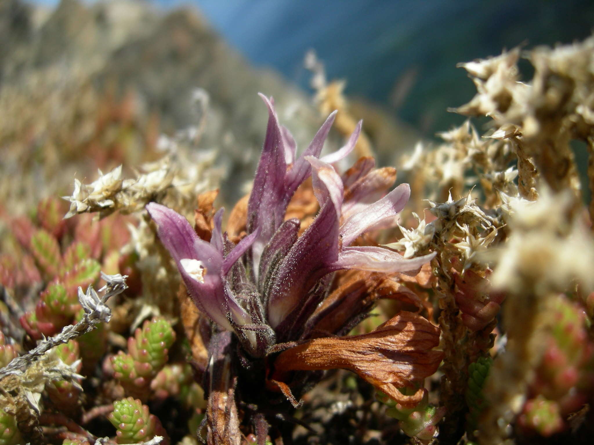 Imagem de Aphyllon californicum subsp. californicum