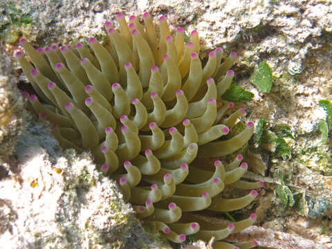 Image of Giant anemone