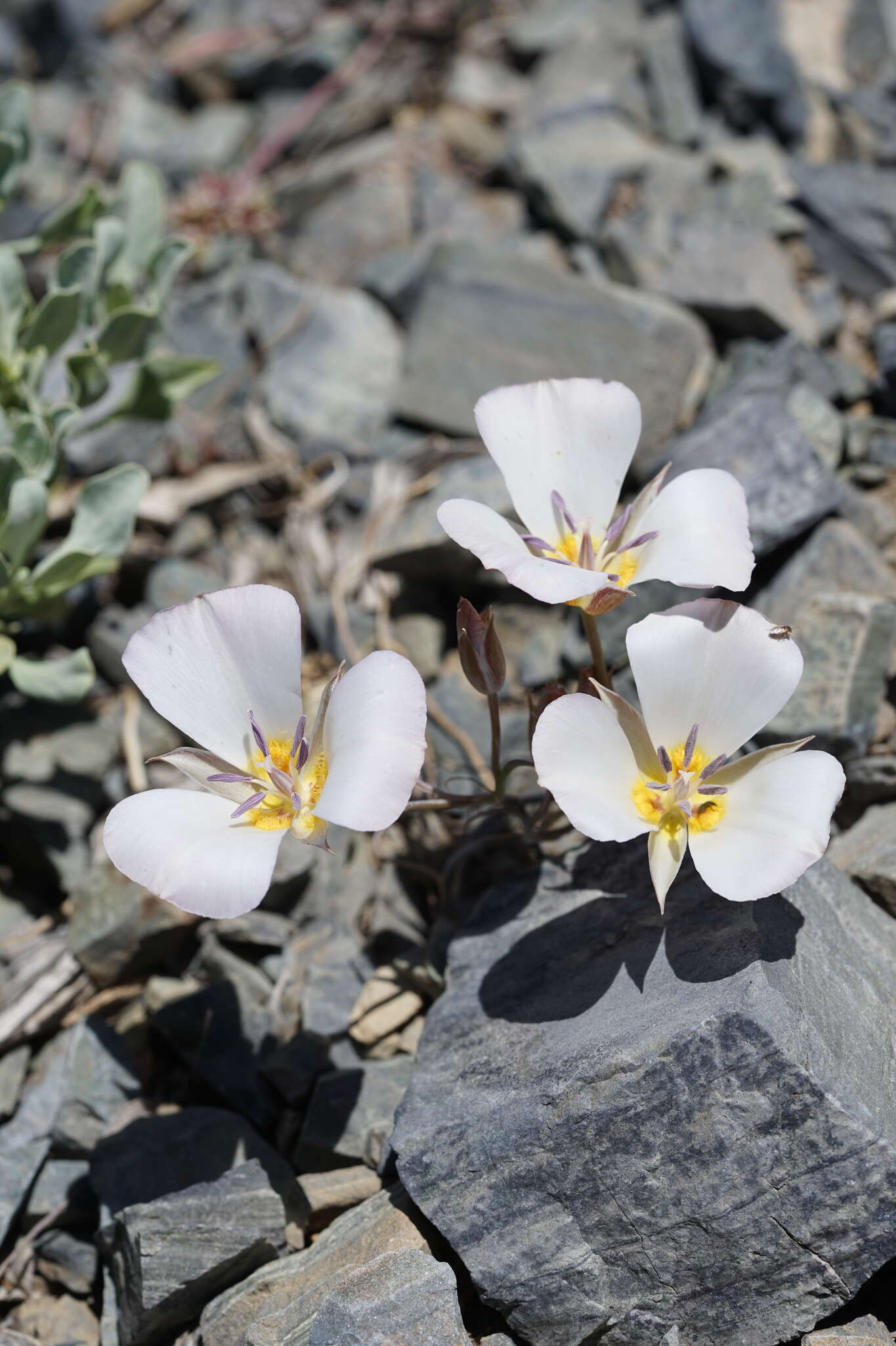 Image of Panamint Mountain mariposa lily