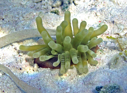 Image of Giant anemone