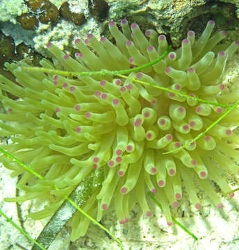 Image of Giant anemone