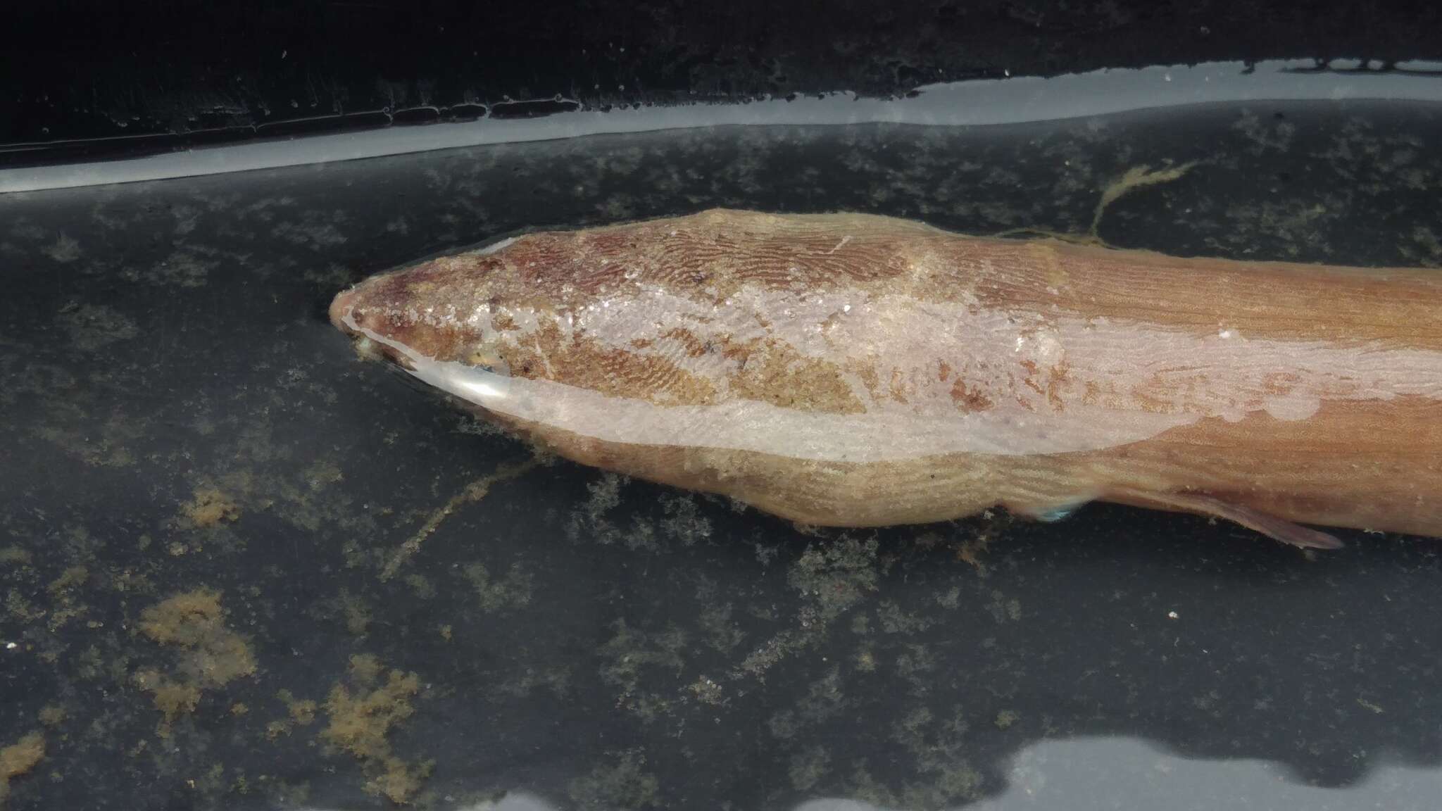 Image of Pallid Snake Eel