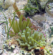 Image of Giant anemone