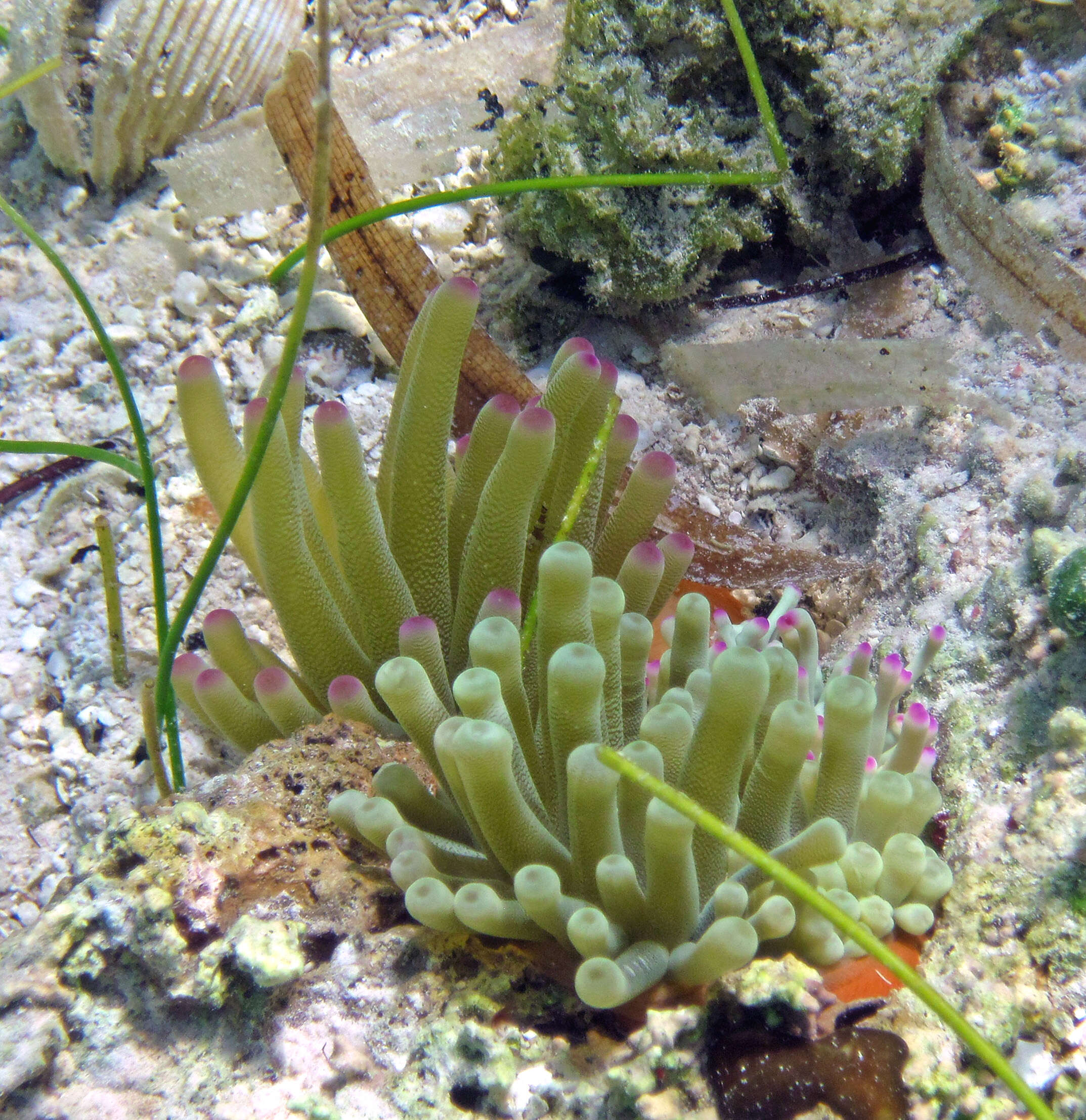 Image of Giant anemone