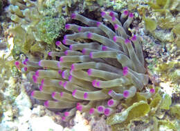 Image of Giant anemone