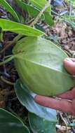 Image of spotted peperomia