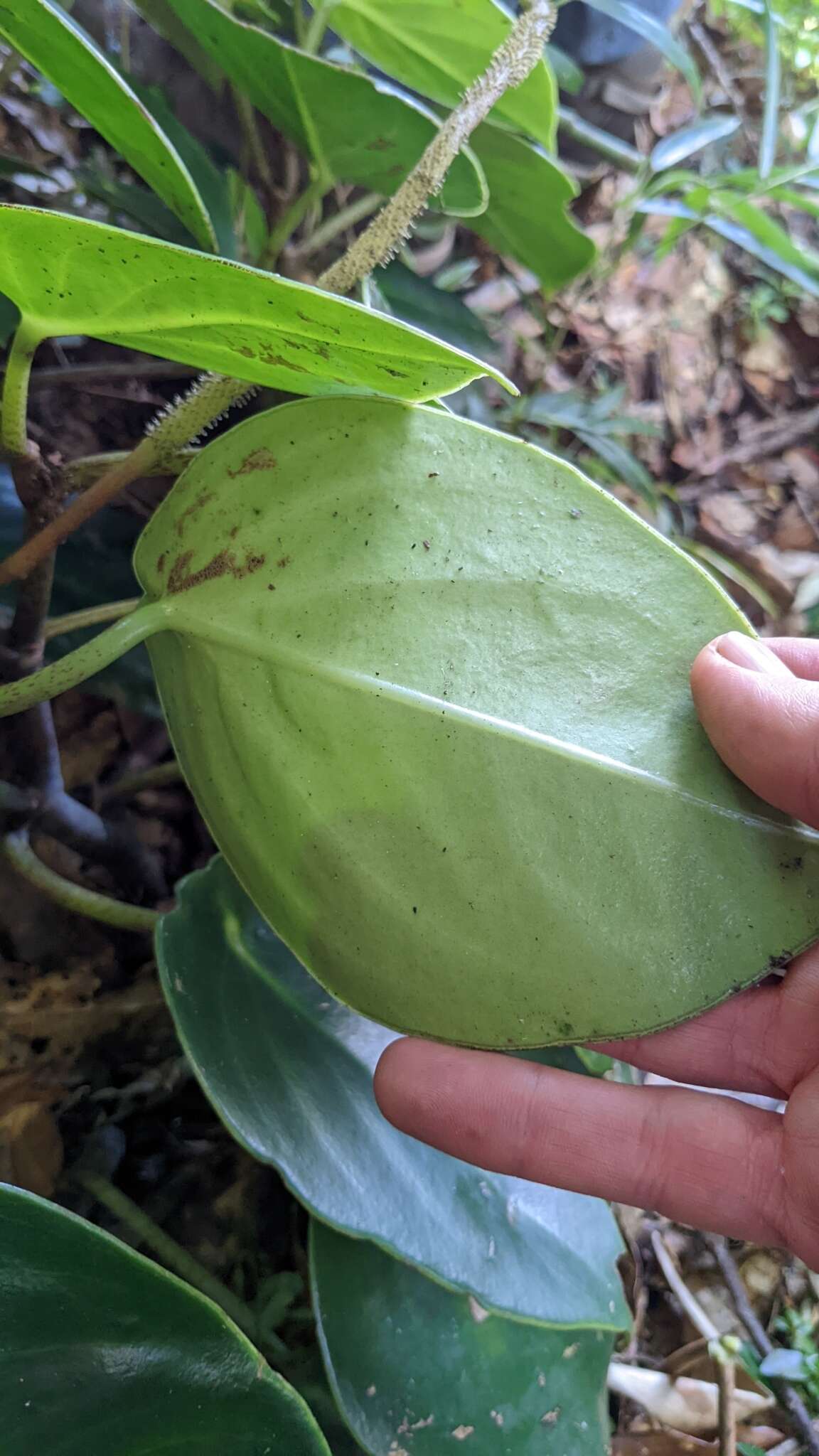 Image of spotted peperomia