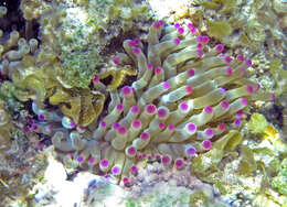 Image of Giant anemone