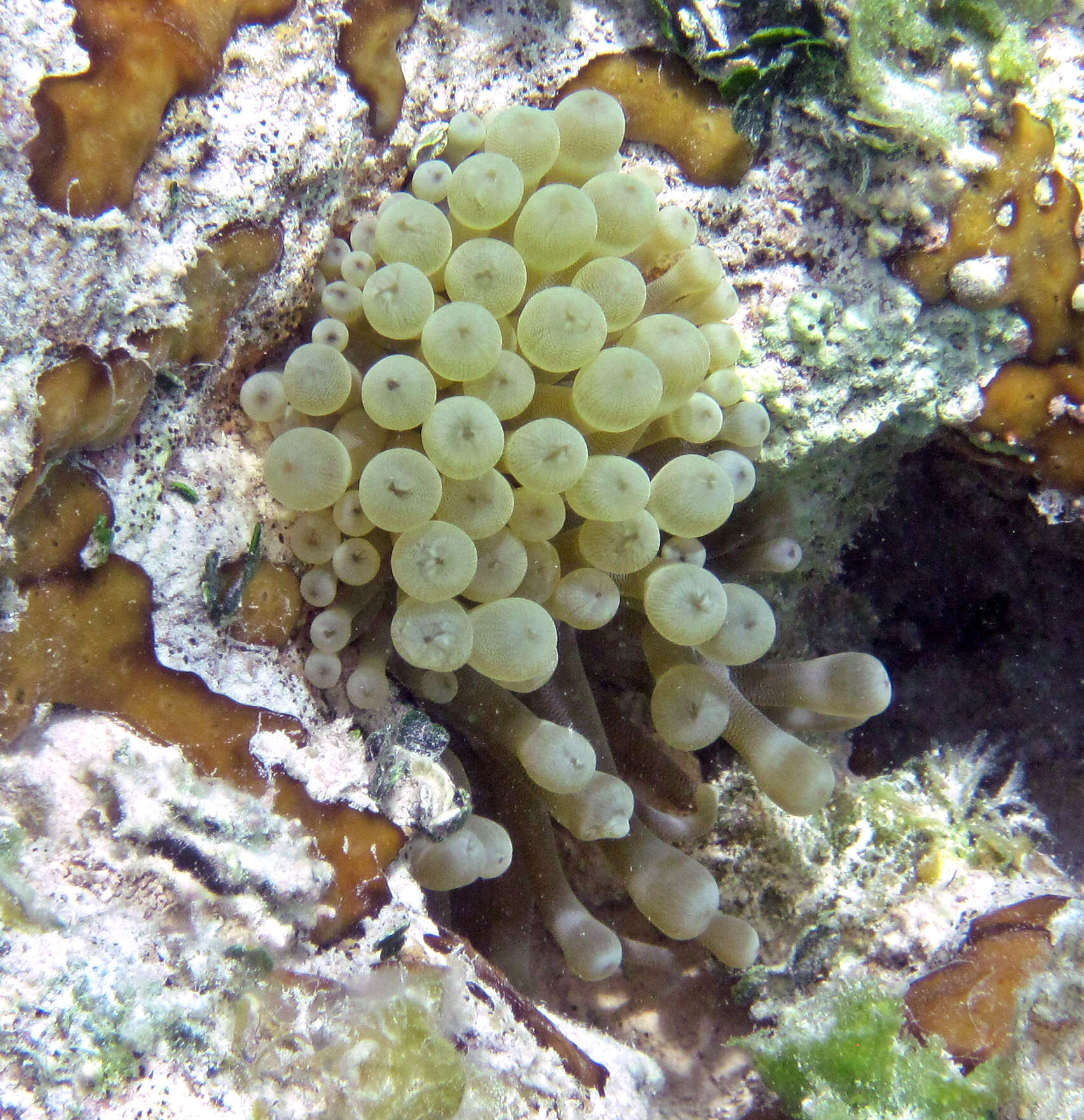 Image of Giant anemone