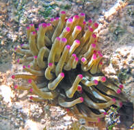 Image of Giant anemone