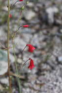 Image of Penstemon wislizenii (A. Gray) Straw