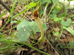 Image of Aristolochia paucinervis Pomel