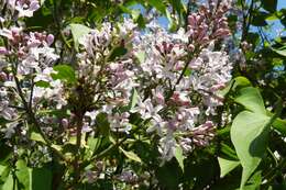 Image of Common Lilac