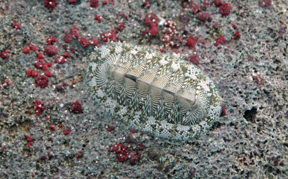 Image of West Indian green chiton