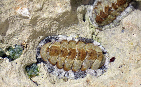 Image of West Indian fuzzy chiton