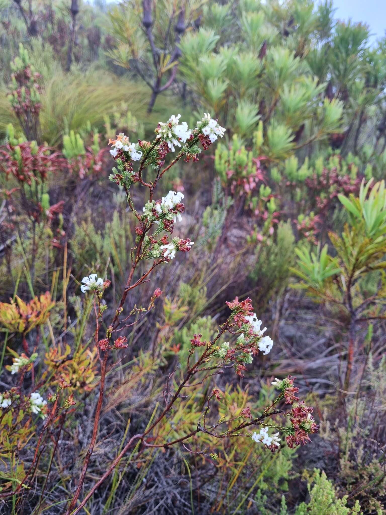 Image of Erica denticulata L.